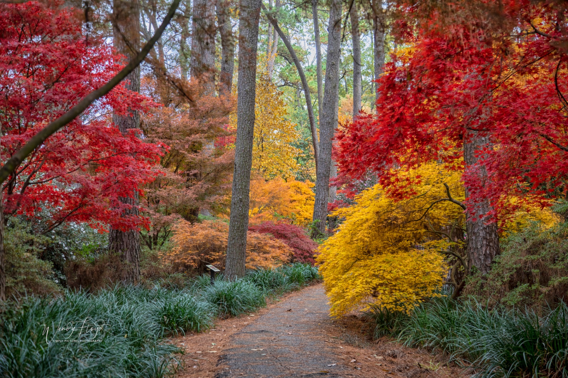 Fall foliage path through the Ruby M. Mize Azalea Garden in Nacogdoches